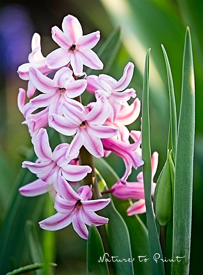 Hyazinthen mit pink-weiß gestreiften Blüten sind besonders attraktiv Pink-weiß gestreifte Blüten sind besonders attraktiv