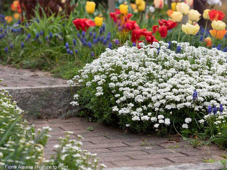 Iberis, Schleifenblume, hält Gartenweg und Treppe sauber