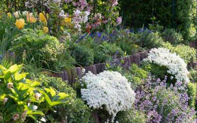 Immergrüne Schleifenblume, Iberis, pflegeleichter Bodendecker für Sonnenplätze