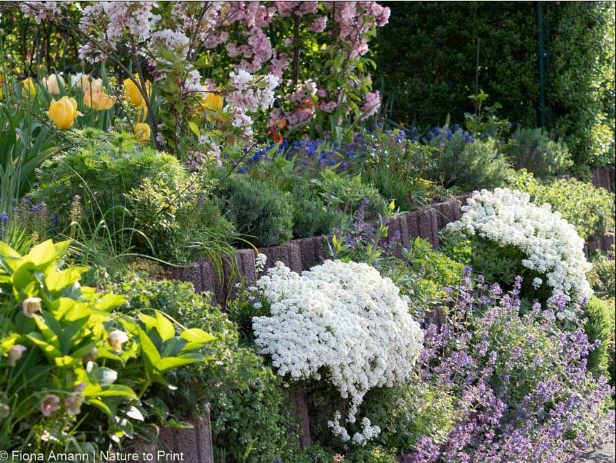 Immergrüne Schleifenblume Iberis in der Gartenmauer