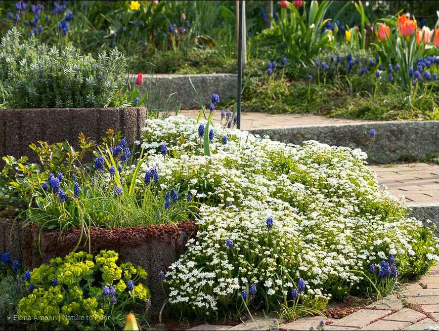 Immergrüne Schleifenblume, Iberis, hält die Gartentreppe sauber.