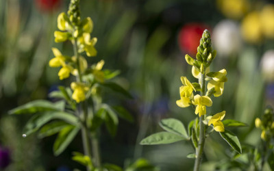 Gelbe Indigolupine, Zukunftspflanze mit Fernwirkung