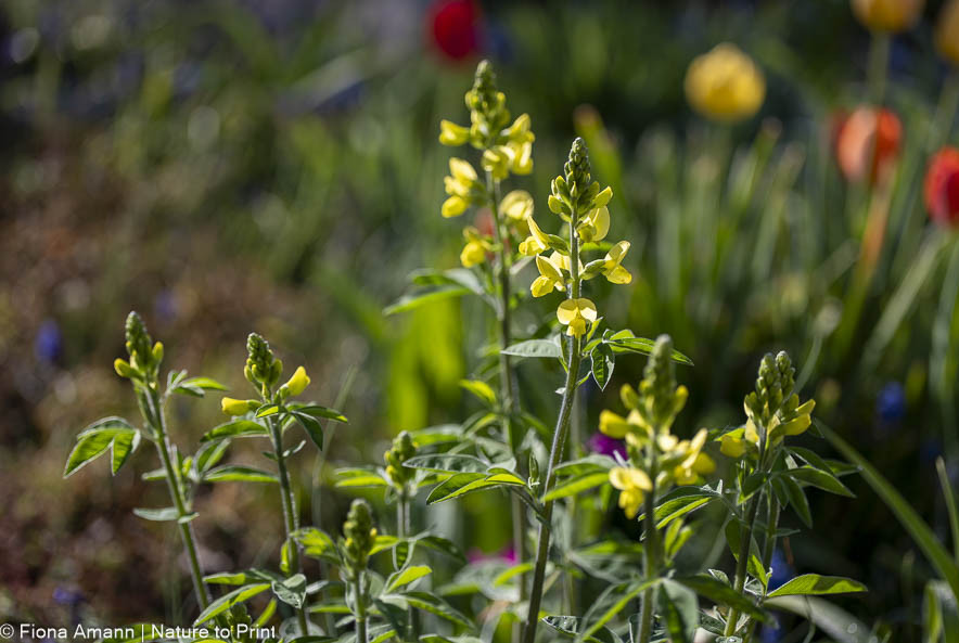 Färberhülsen wachsen breitbuschig, mit den Jahren werden sie immer größer und breiter. Färberhülsen wachsen breitbuschig
