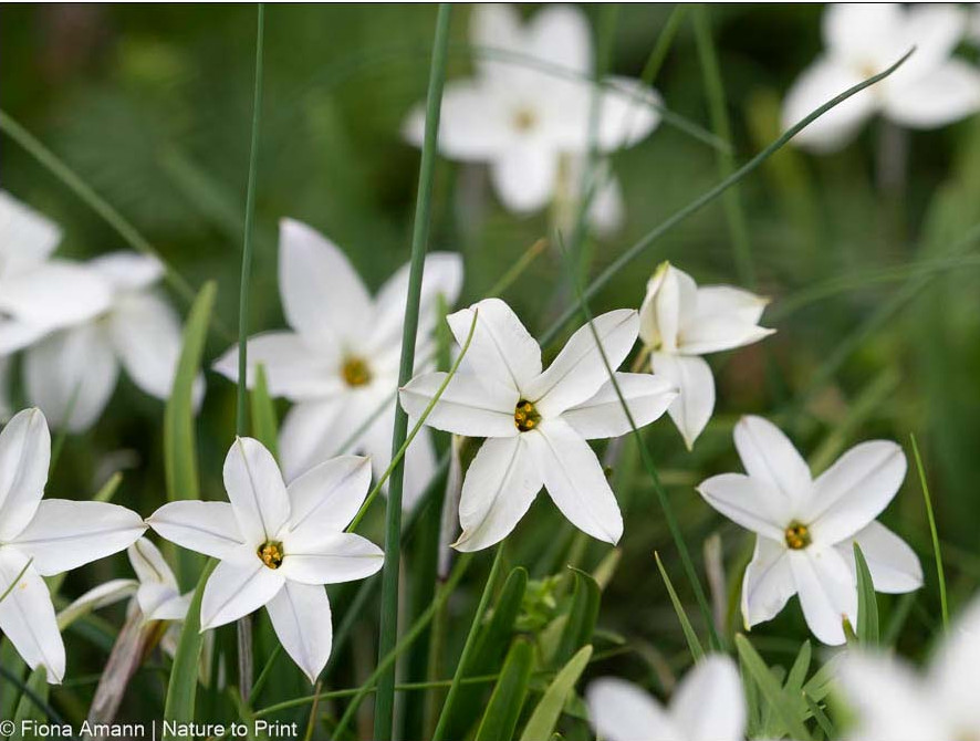 Der Name Sternblume ist der Zwiebelblume ins Gesicht geschrieben. Typisch ist der Mittelstrich auf den Blütenblättern. Der Name Frühlingsstern oder Sternblume ist der Zwiebelblume ins Gesicht geschrieben