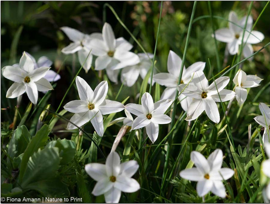 Die Sternblume bildet rasch ein dichtes Polster