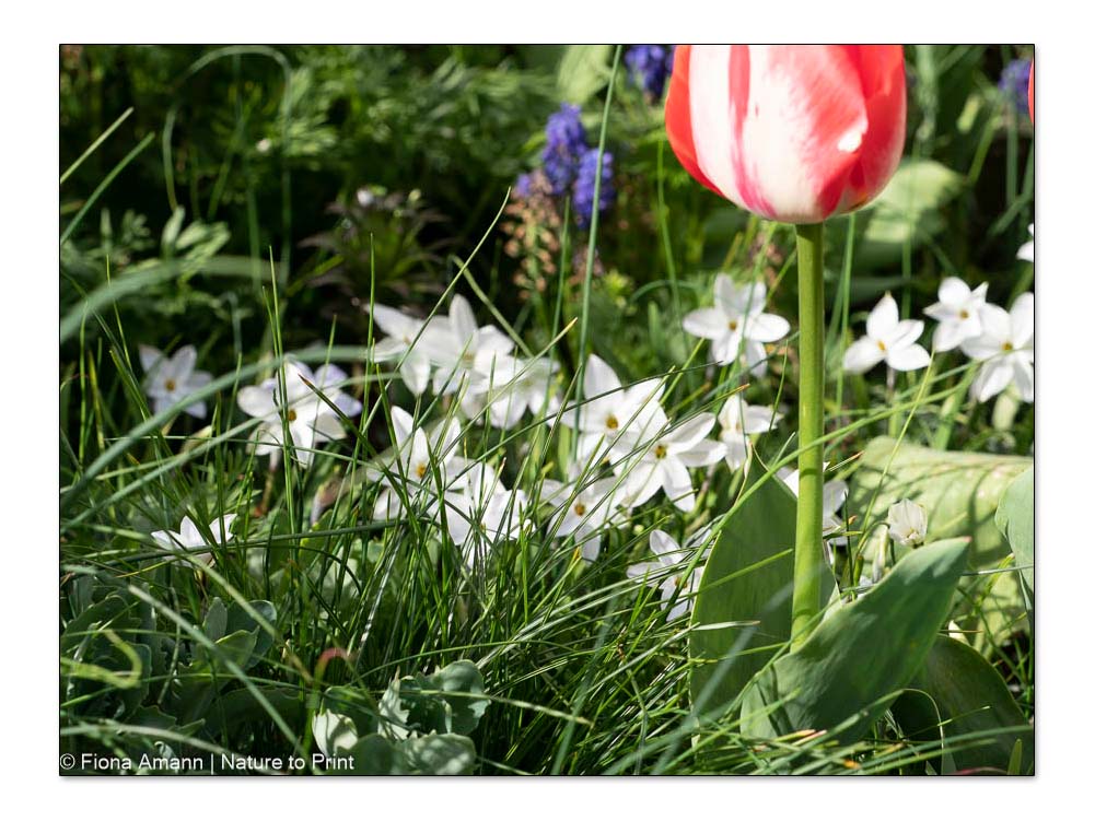 Sternblumen / Ipheion / Frühlingssterne zu Füßen von Tulpen
