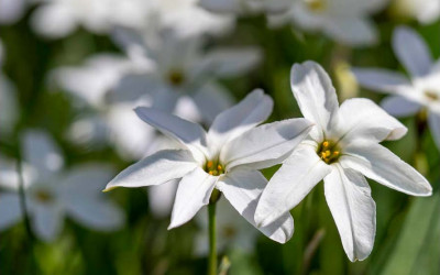 Ipheion, liebenswerter Frühlingsstern für trockene, sonnige Plätze