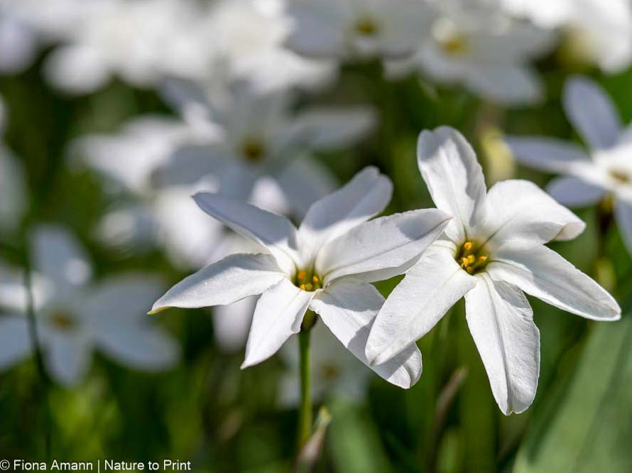 Wo Sternblumen blühen, leuchten weiße Stern im Blumenbeet