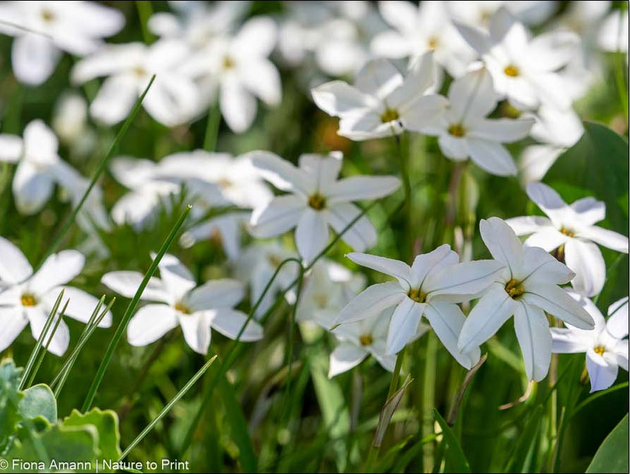 Viele kleine weiße Blütensterne lachen der Sonne entgegen Viele kleine weiße Blütensterne lachen der Sonne entgegen