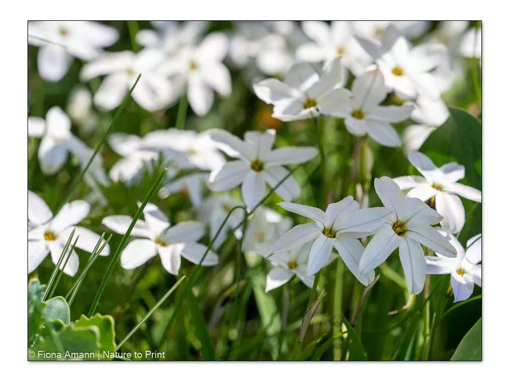 Viele kleine weiße Blütensterne lachen der Sonne entgegen