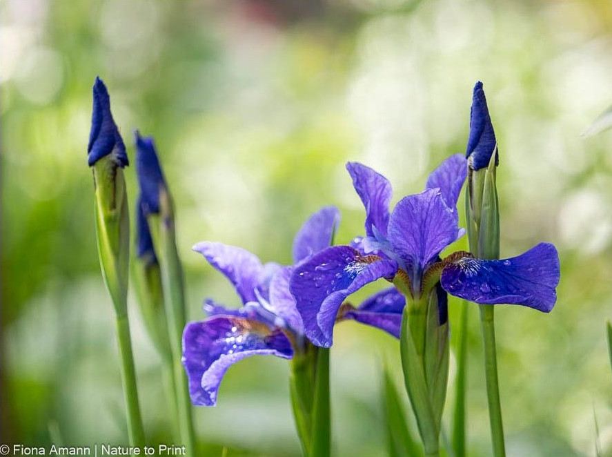 Ziergarten im Juli: Zeit Schwertlilien zu teilen