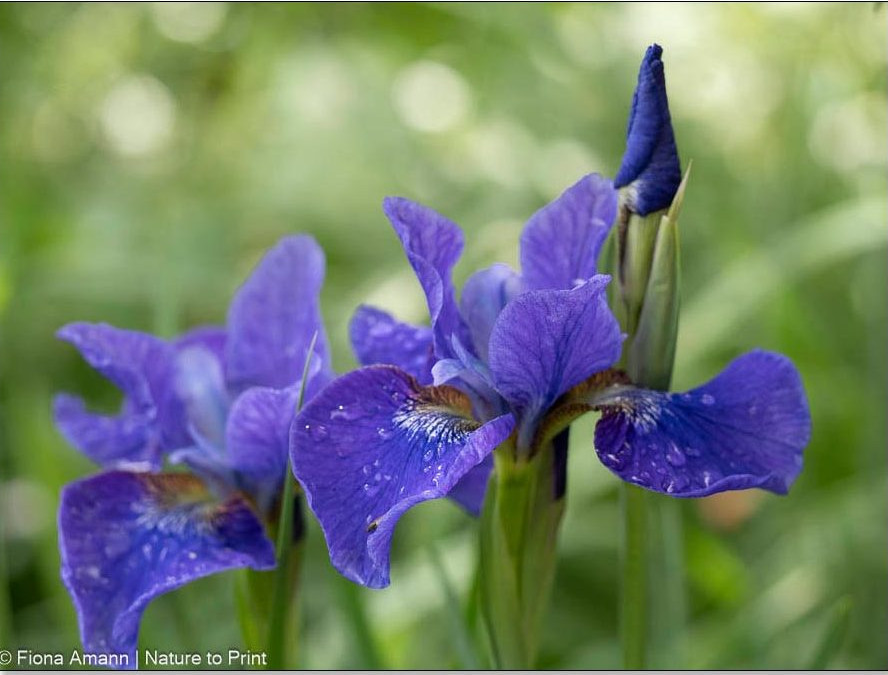 Regentropfen auf Iris germanica Regentropfen auf Iris germanica