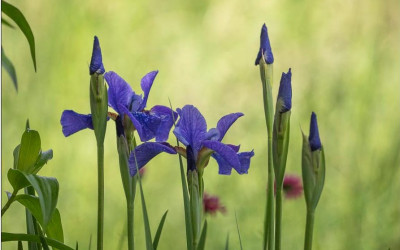 Iris germanica, magisch, zauberhaft, bienenfreundlich