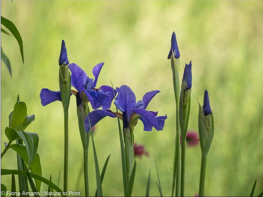 Iris germanica, magisch, zauberhaft, bienenfreundlich