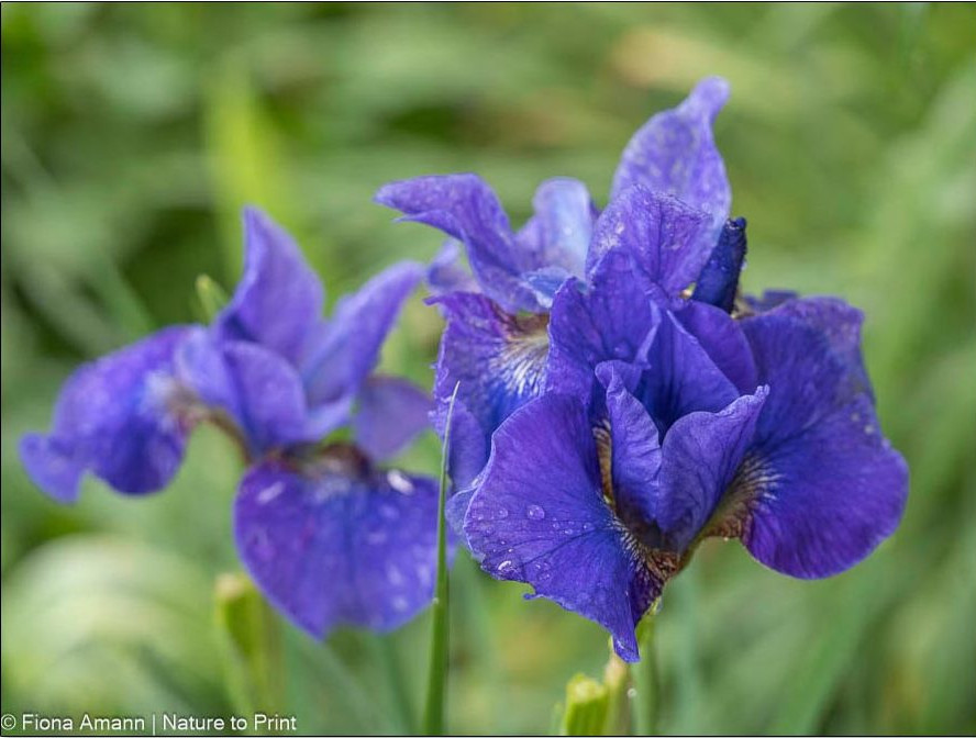 Zauberhafte Iris germanica im schönsten Blau-Violett Zauberhafte Iris germanica im schönsten Blau-Violett