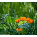 Gesundbrunnen Garten. Islandmohn mit fantastischer Fernwirkung.