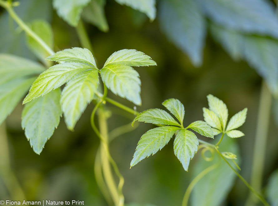 Jiaogulan trägt fünfblättriges Laub und feine Ranken