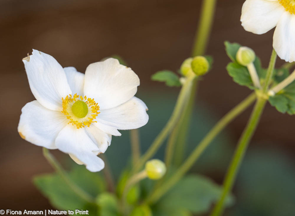 Herbst-Anemonen blühen von Juli bis Oktober, je nach Sorte
