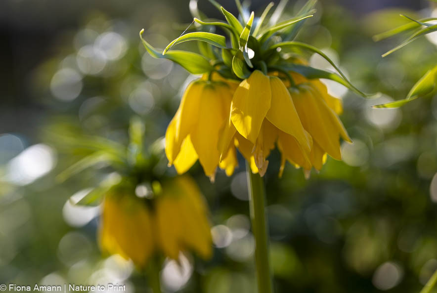 Pflanzzeit für Kaiserkronen beginnt bereits im August. Diese Zwiebelblumen haben eine lange Entwicklungszeit. Pflanzzeit für Kaiserkronen beginnt bereits im August
