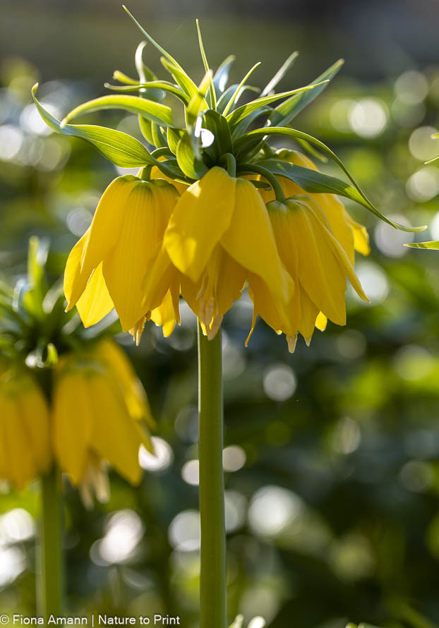 Gartenarbeiten im August; Setzen Sie Kaiserkronen