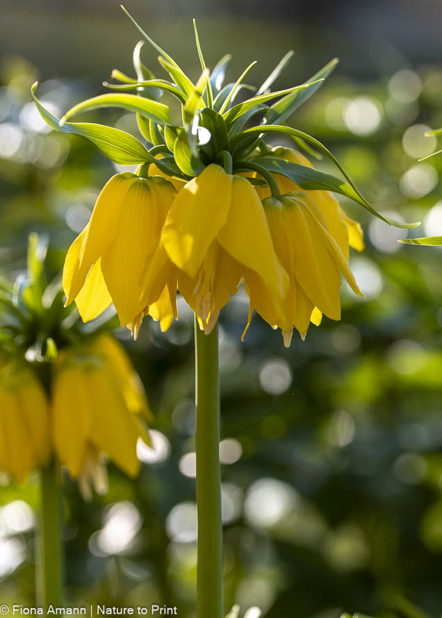 Gartenarbeiten im August; Setzen Sie Kaiserkronen, sie brauchen viel Zeit, sich zu etablieren Gartenarbeiten im August; Setzen Sie Kaiserkronen