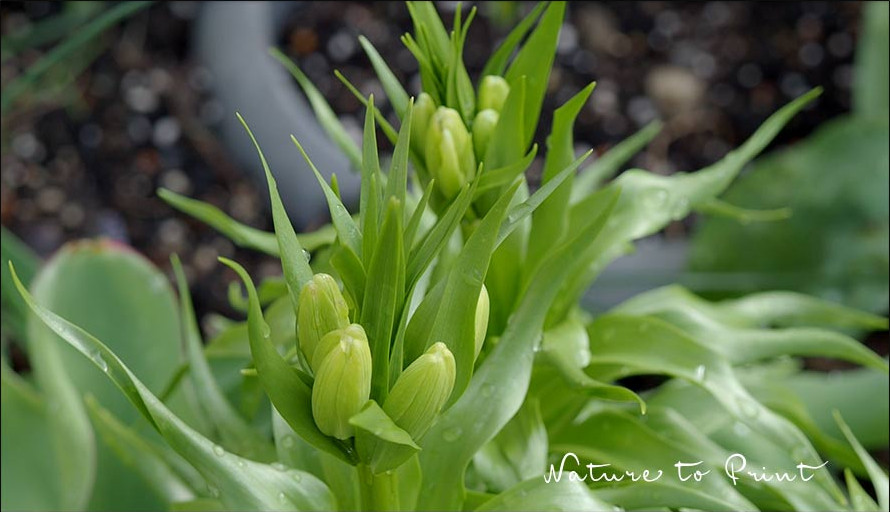 Kaiserkronen-Austrieb mit Knospen
