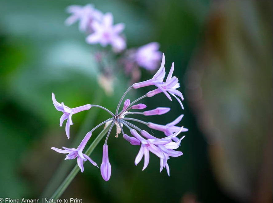 Tulbhagia violacea, Zimmerknoblau, Kaplilie