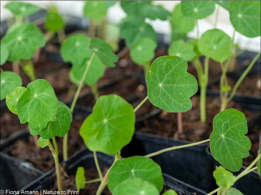 Kapuzinerkresse lässt sich einfach vorziehen. Jungpflanzen im Überfluss.