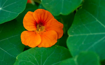 Kapuzinerkresse, schön, scharf, gesund und überaus nützlich