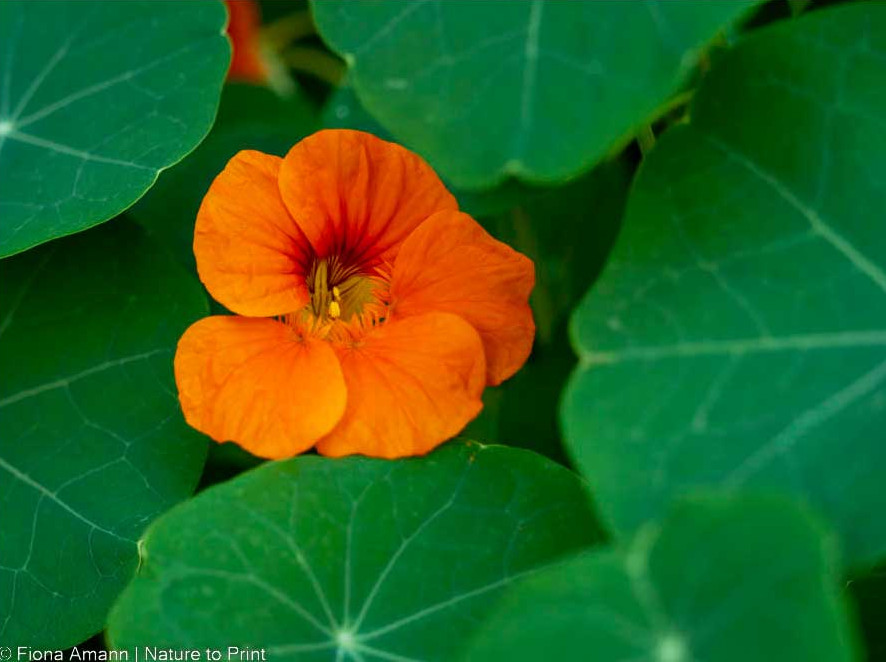 Wo Blumenbilder wachsen 10 Kapuzinerkresse in Knallorgane. Scharf, hübsch und nützlich