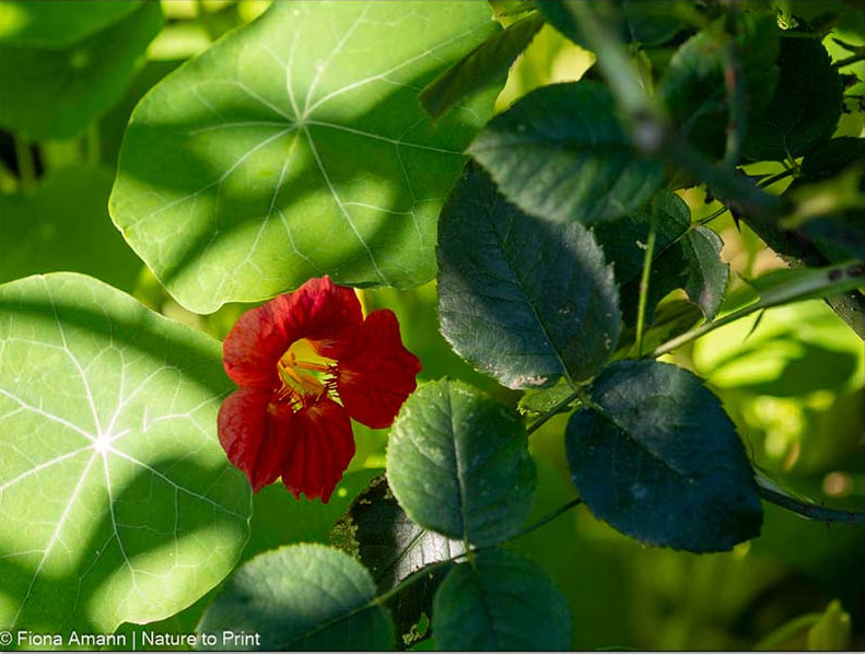 Kapuzinerkresse hält Läuse auf benachbarten Rosen und Gehölzen in Schach. Kapuzinerkresse hält Läuse auf benachbarten Rosen und Gehölzen in Schach.