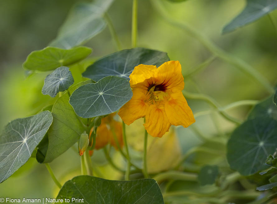 Kapuzinerkresse ist scharf, schön, lecker und nützlich 