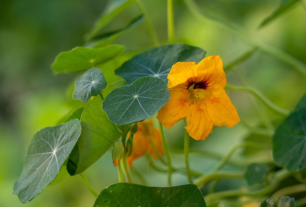 Hilfe, meine Kapuzinerkresse blüht nicht? 6 Tipps