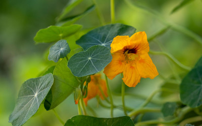 Hilfe, meine Kapuzinerkresse blüht nicht? 6 Tipps, die helfen