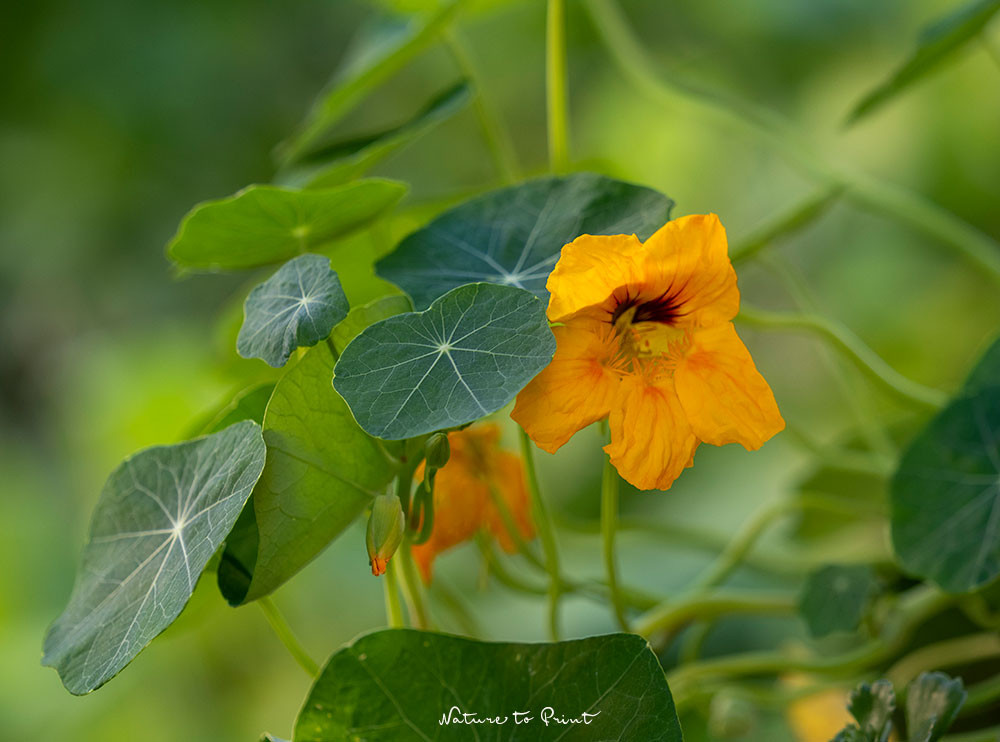 Hilfe, meine Kapuzinerkresse blüht nicht? 6 Tipps