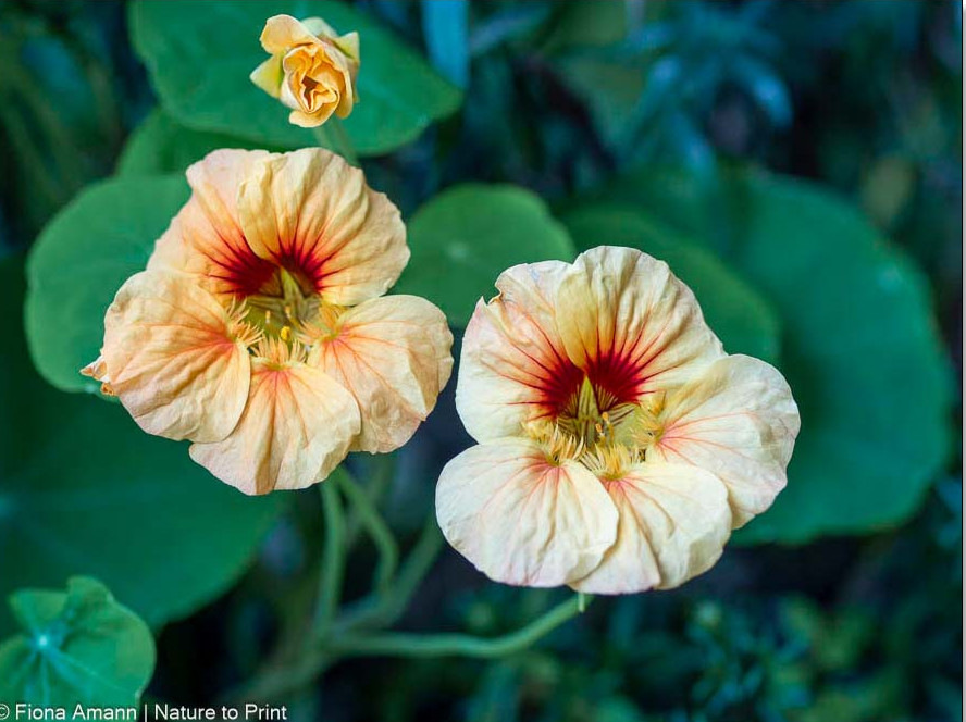 Neue Sorte einer Tropaeolum minor in Aprikot