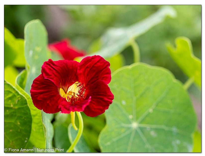 Kapuzinerkresse schützt Rosen und andere Pflanzen vor Blattläusen. Kapuzinerkresse schützt Rosen und andere Pflanzen vor Blattläusen.