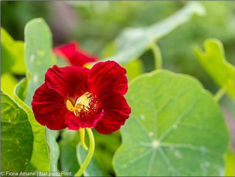 Kapuzinerkresse schützt Rosen und andere Pflanzen vor Blattläusen. Kapuzinerkresse schützt Rosen und andere Pflanzen vor Blattläusen.