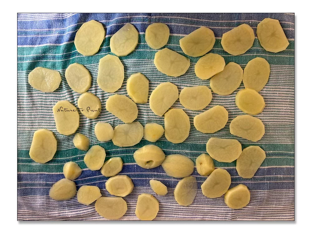 Kartoffelscheiben trocknen in einem Geschirrtuch