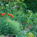 Mauerblumen, meine 16 besten Stauden, Gehölze & Sommerblumen
