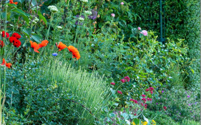 Mauerblumen, 26 Spezialisten für extrem trockene & sonnige Standorte