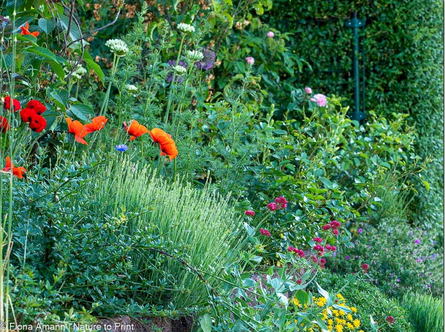 Mauerblumen, meine 16 besten Stauden, Gehölze & Sommerblumen