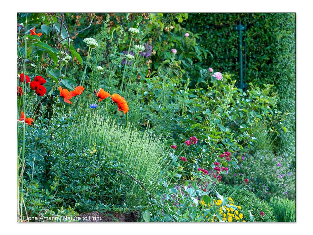 Mauerblumen, meine 16 besten Stauden, Gehölze & Sommerblumen