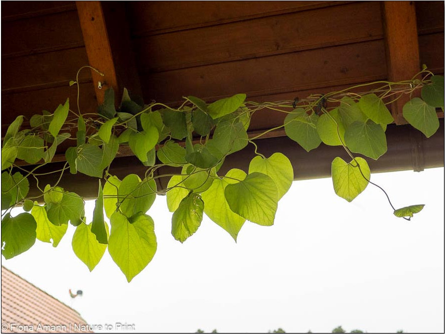 Kleine Pfeifenblume wird am Seil entlang unter dem Dachsparren in Ostenrichtung geführt