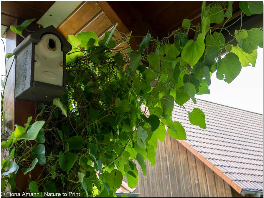 Kleine Pfeifenwinde wird in Ostrichtung geführt