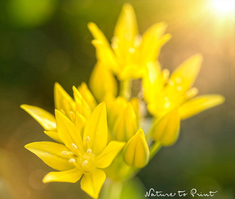 Gold-Lauch, A. moly wächst gerne im Steingarten