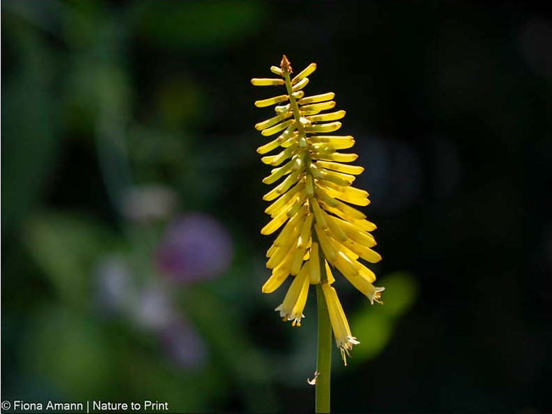 Kniphofia 'Vanilla', wird knapp 100 cm hoch und blüht von Juli bis September. Diese Raketenblume bleibt zierlich und kompakt. Kniphofia 'Vanilla', nur 80 cm hoch, blüht im Juli
