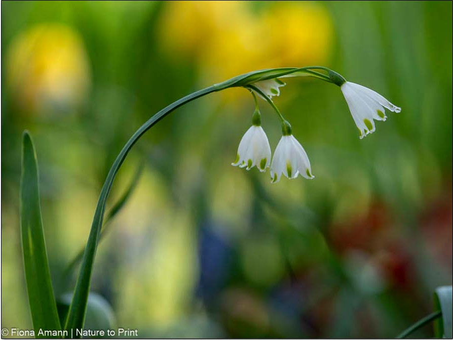 Knotenblume in Pflanzgemeinschaft mit Wildtulpe Silvestris im Hintergrund. 5 Blüten entspringen hier an einem Blütenstiel. Knotenblume in Pflanzgemeinschaft mit Wildtulpe Silvestris im Hintergrund. 5 Blüten entspringen hier an einem Blütenstiel.