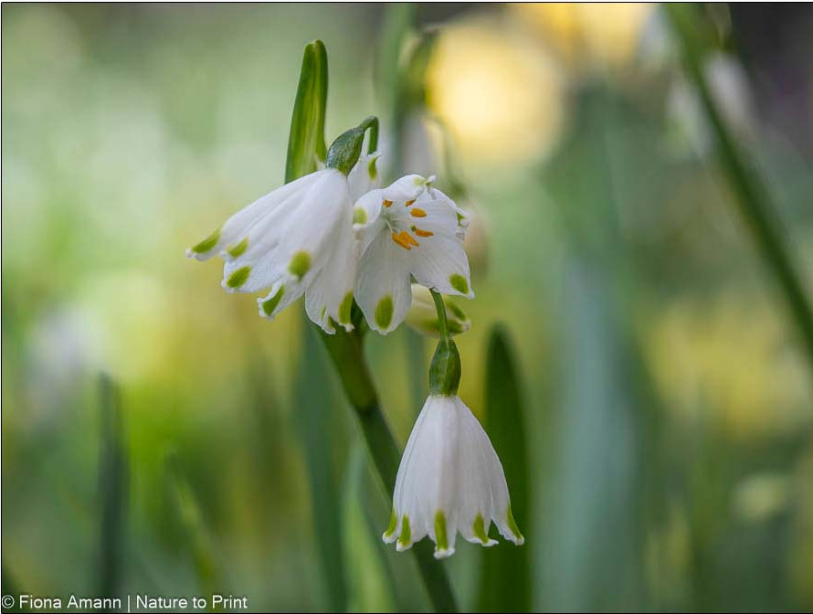 Sommerknotenblume, die große Schwester des Märzenbechers, blüht in schattigen bis halbschattigen Beeten