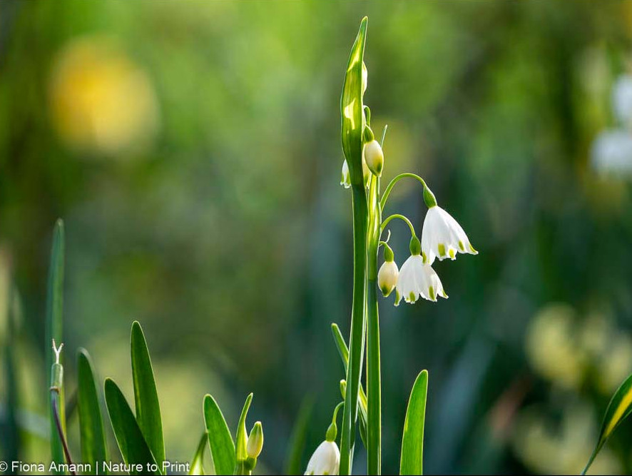 5-8 Blüten sitzen an einem 50 cm hohen Blütenstiel und blühen der Reihe nach auf. 5-8 Blüten sitzen an einem 50 cm hohen Blütenstiel und blühen der Reihe nach auf.